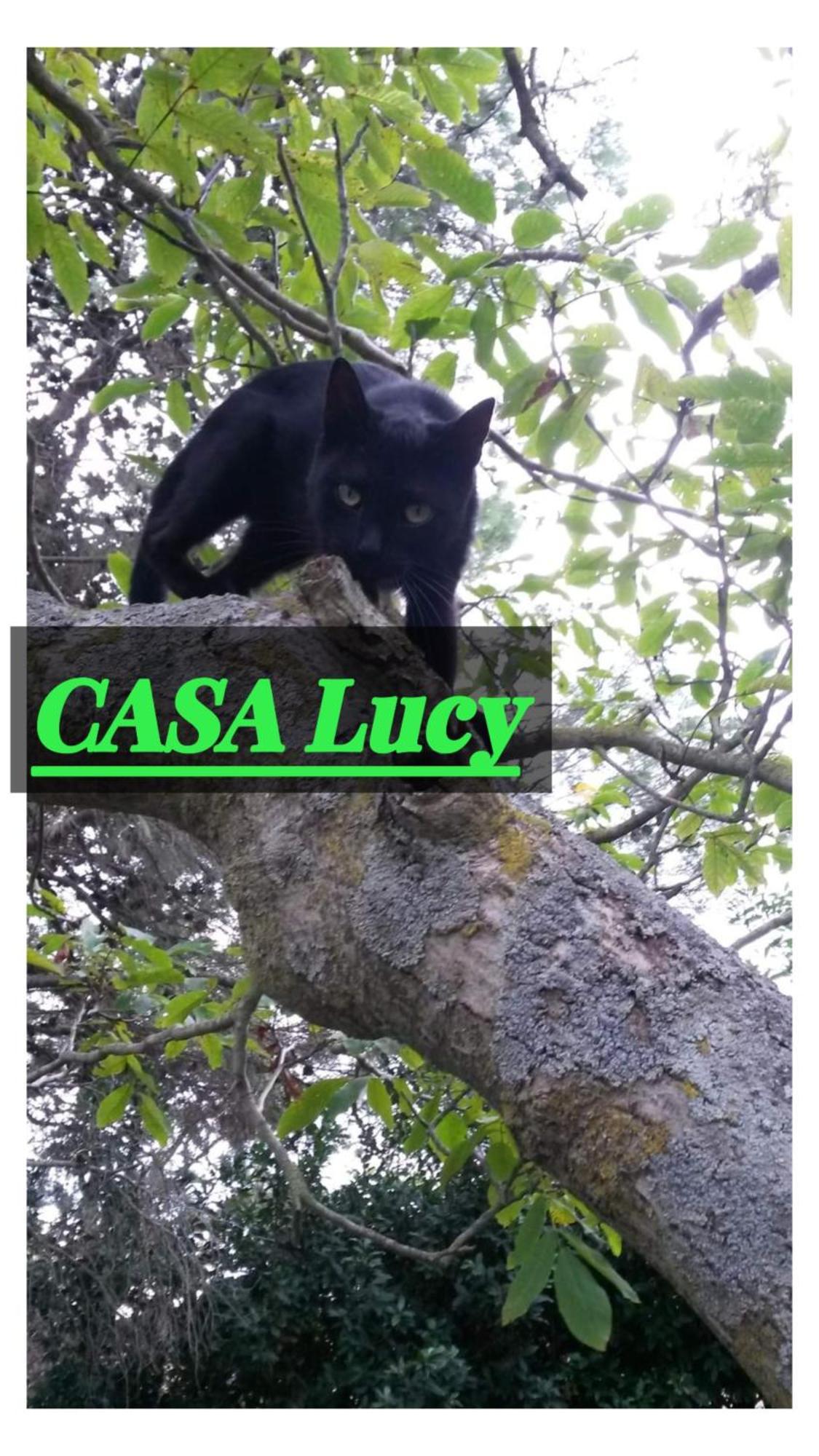 Casa Lucy Διαμέρισμα Πιτιλιάνο Εξωτερικό φωτογραφία